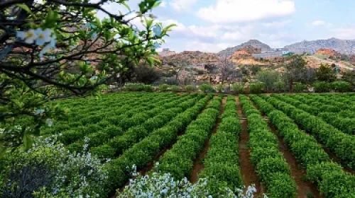 Taif